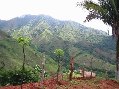 Click to see mountains cow.JPG