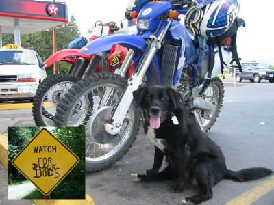 Black Dog mascot.